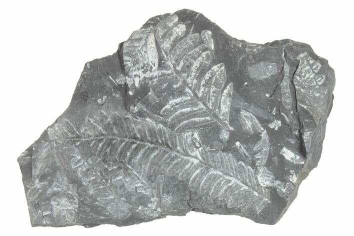 Fossil Seed Fern (Alethopteris) Plate - Pennsylvania #229327